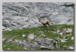 webalpes Chamois et Isard