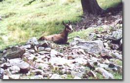 webalpes Chamois et Isard