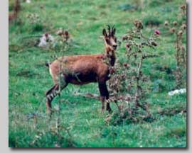 webalpes Chamois et Isard