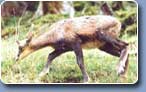 Webalpes chamois et isard