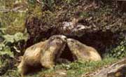Webalpes marmotte